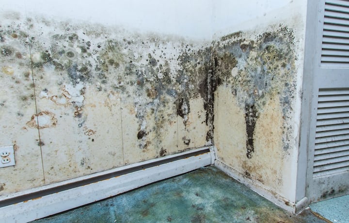 mold removal ashburn